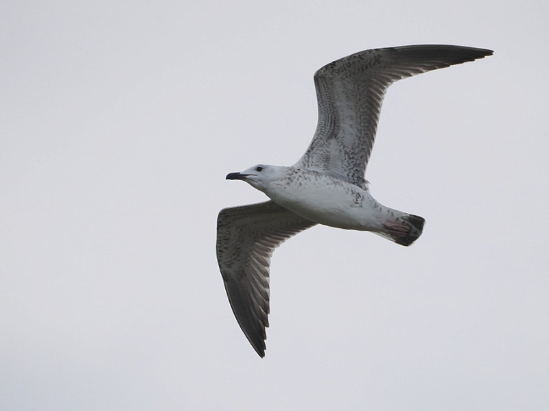 Caspian Gull - Harry Appleyard.