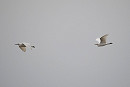 Cattle Egret and Little Egret - Harry Appleyard.