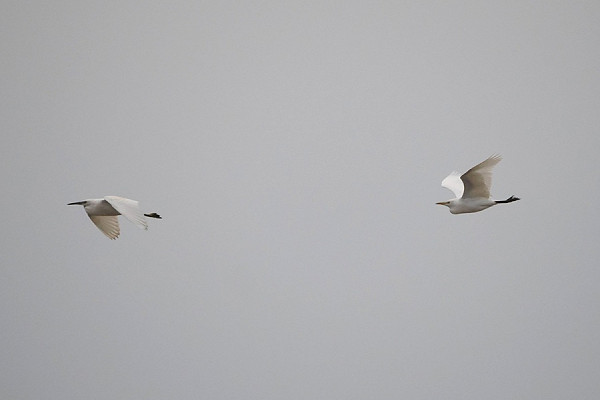Cattle Egret and Little Egret - Harry Appleyard.