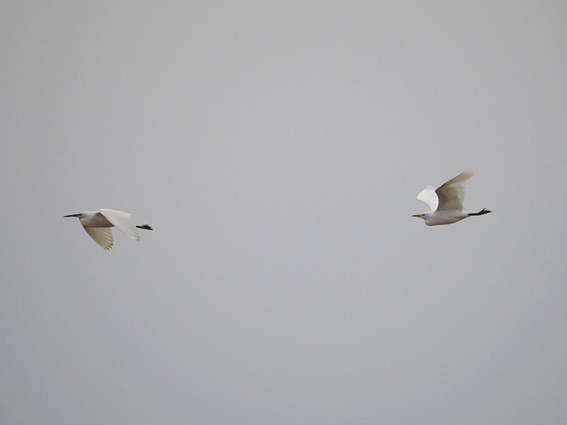 Cattle Egret and Little Egret - Harry Appleyard.