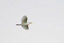 Cattle Egret - Harry Appleyard.