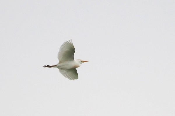 Bird sightings Thursday, 21 May 2026