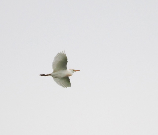 Cattle Egret - Harry Appleyard.