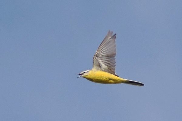 'Channel' Wagtail - Harry Appleyard.