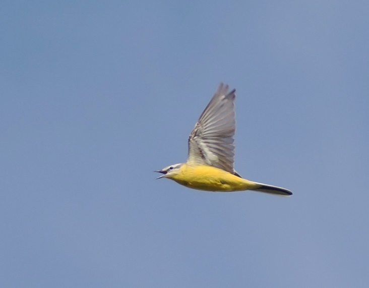 'Channel' Wagtail - Harry Appleyard.