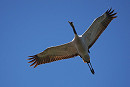 Crane - Harry Appleyard.