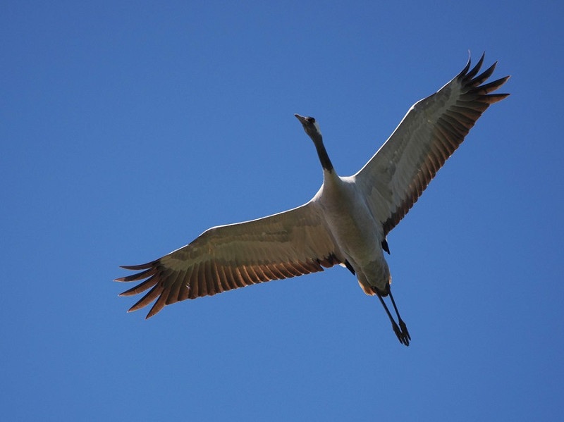 Crane - Harry Appleyard.
