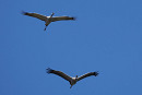 Cranes - Harry Appleyard.