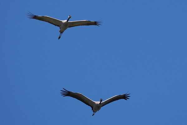 Cranes - Harry Appleyard.