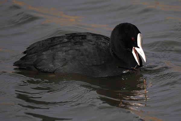 Bird sightings Wednesday, 19 March 2025