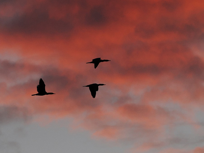 Cormorants - Harry Appleyard.