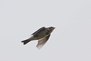 Corn Bunting - Harry Appleyard.