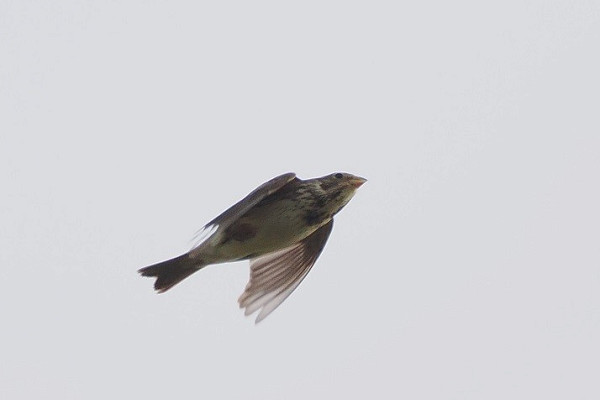 Corn Bunting - Harry Appleyard.