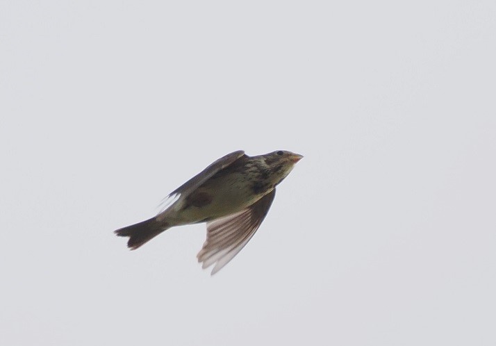 Corn Bunting - Harry Appleyard.