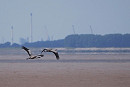 Cranes - Harry Appleyard.