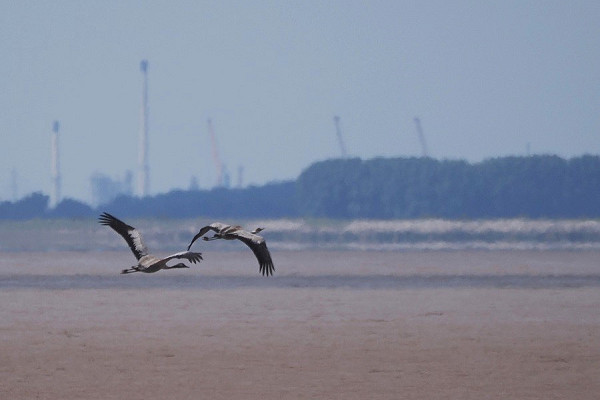 Cranes - Harry Appleyard.