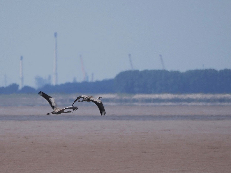 Cranes - Harry Appleyard.