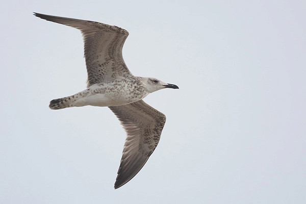 Bird sightings Friday, 28 August 2026