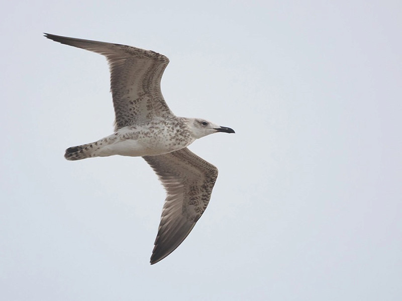 Caspian Gull - Harry Appleyard.