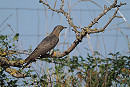 Cuckoo - Harry Appleyard.