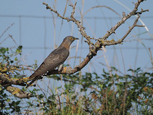 Bird sightings Sunday, 12 July 2026