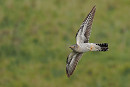 Cuckoo - Harry Appleyard.