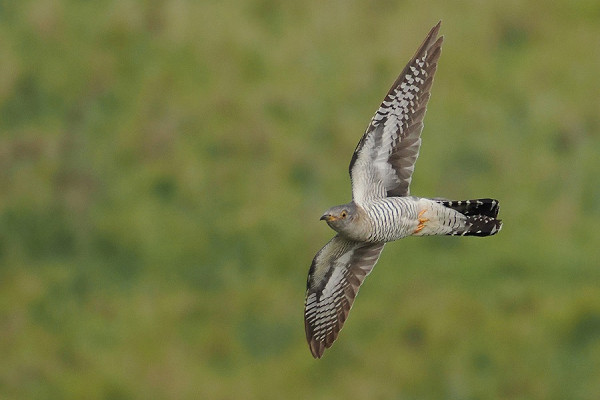 Cuckoo - Harry Appleyard.