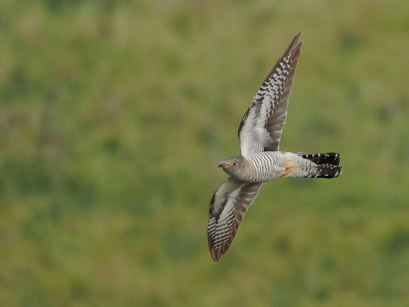 Cuckoo - Harry Appleyard.