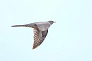 Cuckoo - Harry Appleyard.