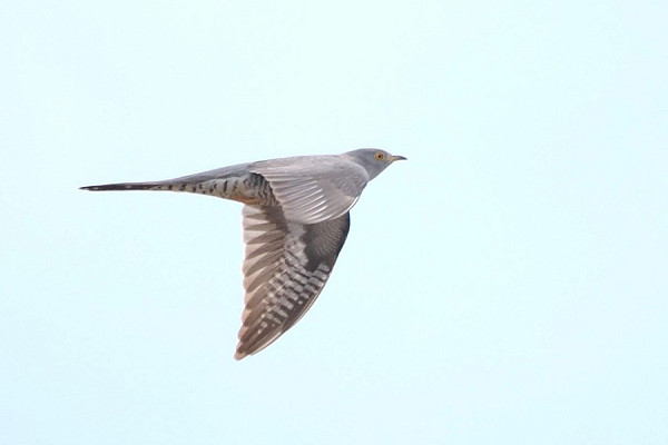 Cuckoo - Harry Appleyard.