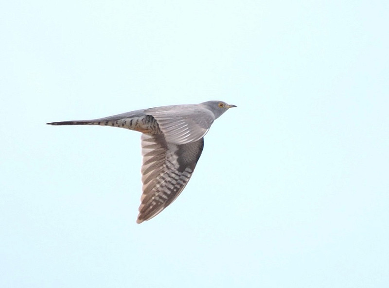 Cuckoo - Harry Appleyard.