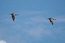 Curlews - Harry Appleyard.