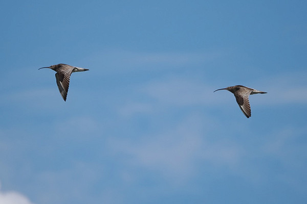 Curlews - Harry Appleyard.