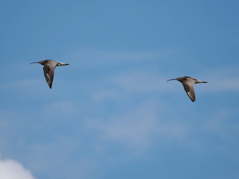 Curlews - Harry Appleyard.