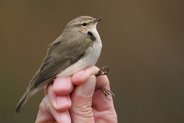 'Siberian' Chiffchaff - Harry Appleyard.