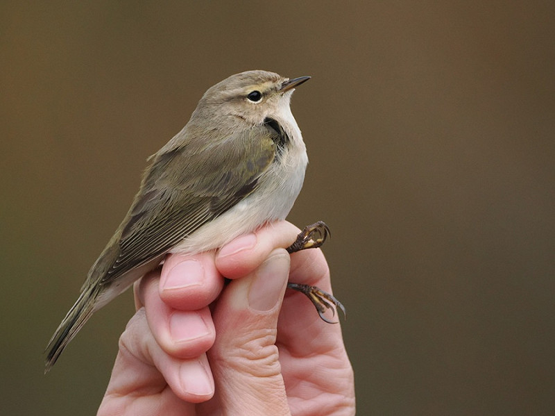 'Siberian' Chiffchaff - Harry Appleyard.