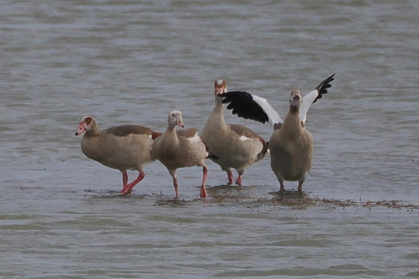 Egyptian Geese - Harry Appleyard.