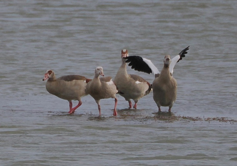 Egyptian Geese - Harry Appleyard.