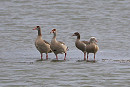 Egyptian Geese - Harry Appleyard.