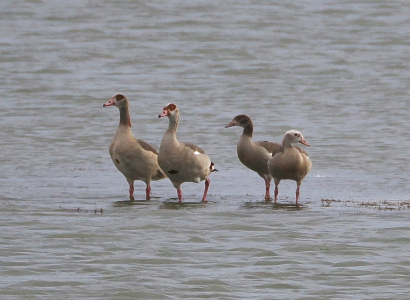 Egyptian Geese - Harry Appleyard.