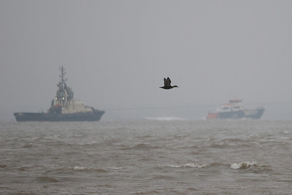 Eider over the Humber - Harry Appleyard.