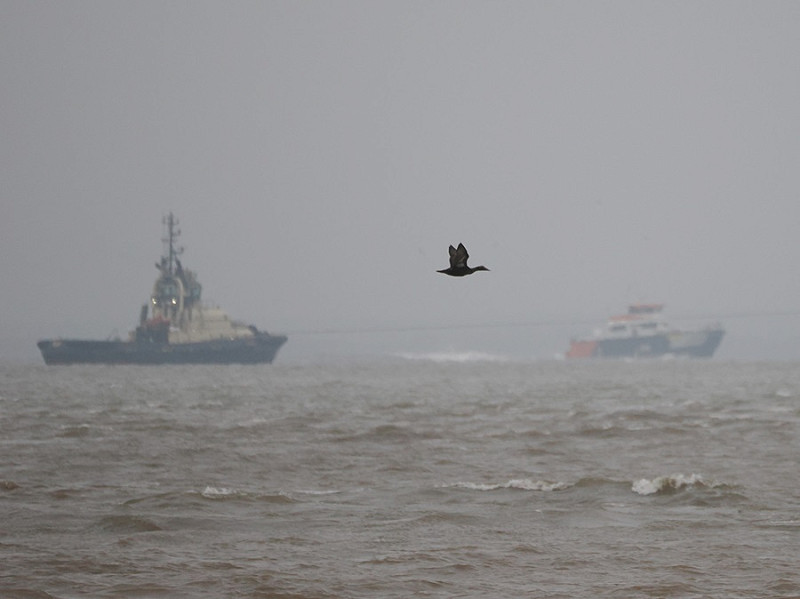 Eider over the Humber - Harry Appleyard.