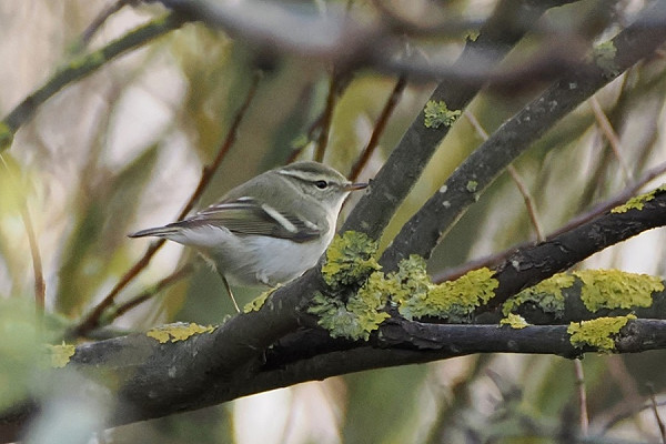 Yellow-browed Warbler - Harry Appleyard.