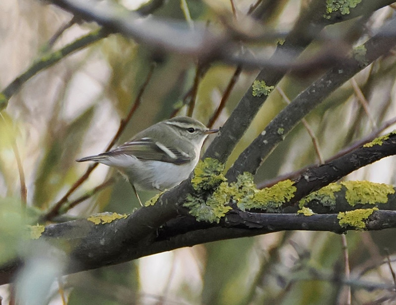 Yellow-browed Warbler - Harry Appleyard.