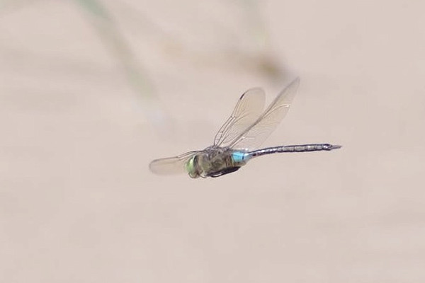 Lesser Emperor - Harry Appleyard.