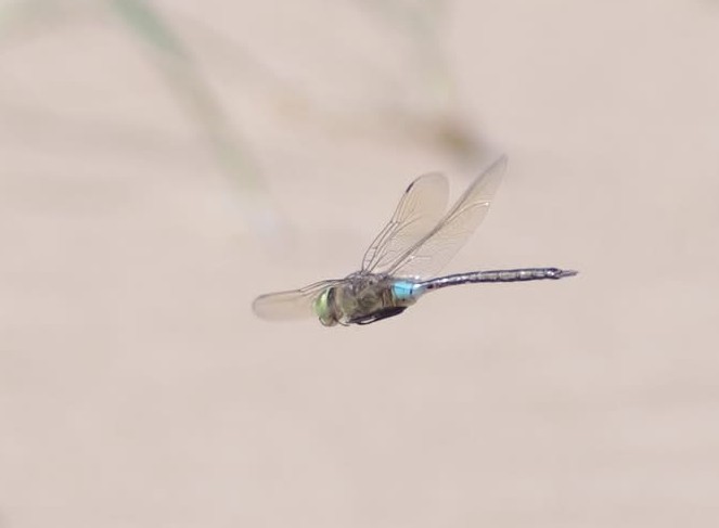 Lesser Emperor - Harry Appleyard.