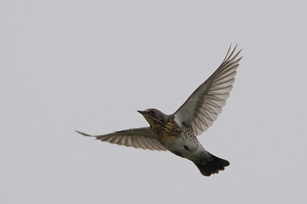 Fieldfare - Harry Appleyard.