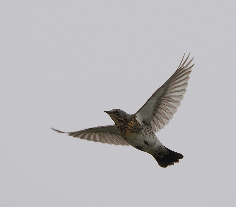 Fieldfare - Harry Appleyard.