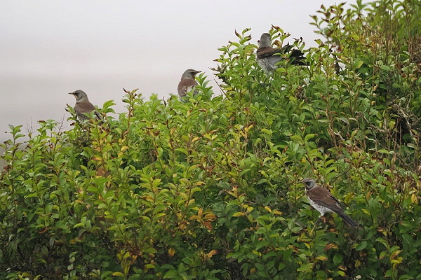 Fieldfares - Harry Appleyard.