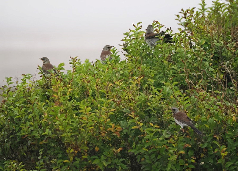 Fieldfares - Harry Appleyard.